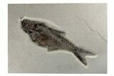 Fossil Fish (Diplomystus) - Wyoming #189303-1
